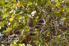 Bauhinia scandens var. anguina